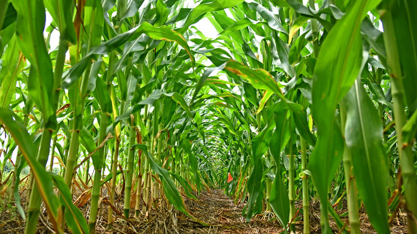 New Tools Needed to Prevent Plant Disease Pandemics