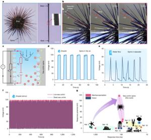 PolyU research unveils mechanoelectrical perception in sea urchin spines, empowering next-generation biomimetic sensors