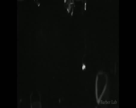 The Ancient Arms Race Between Bats and Moths (7 of 9)