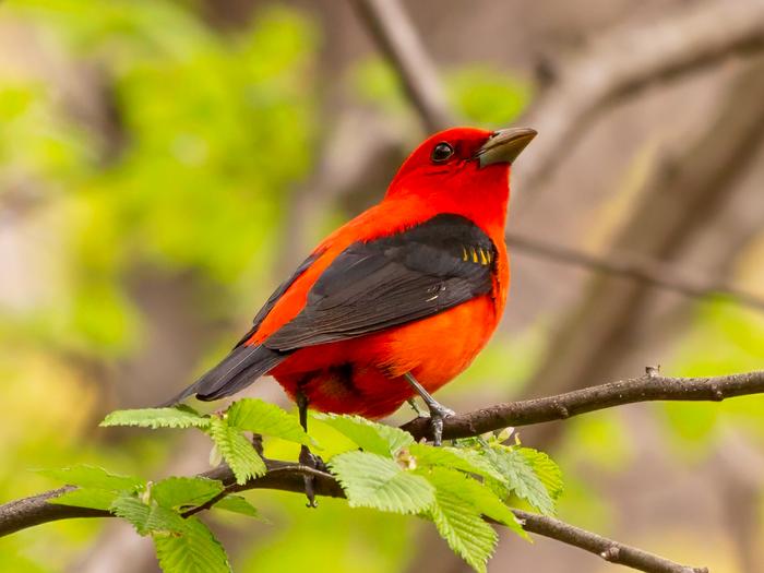 A scarlet tanager