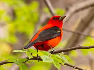 A scarlet tanager