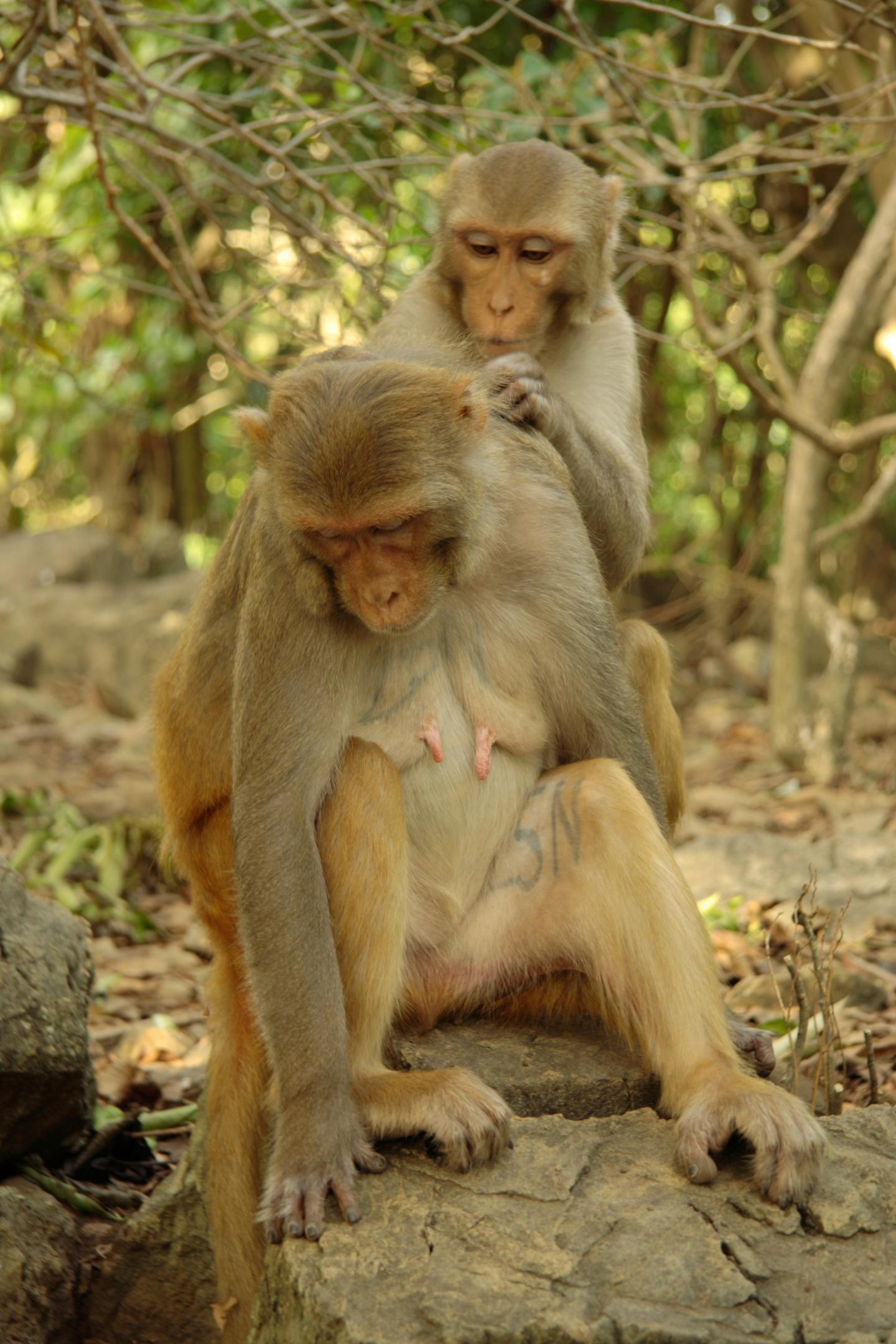 Rhesus Macaques