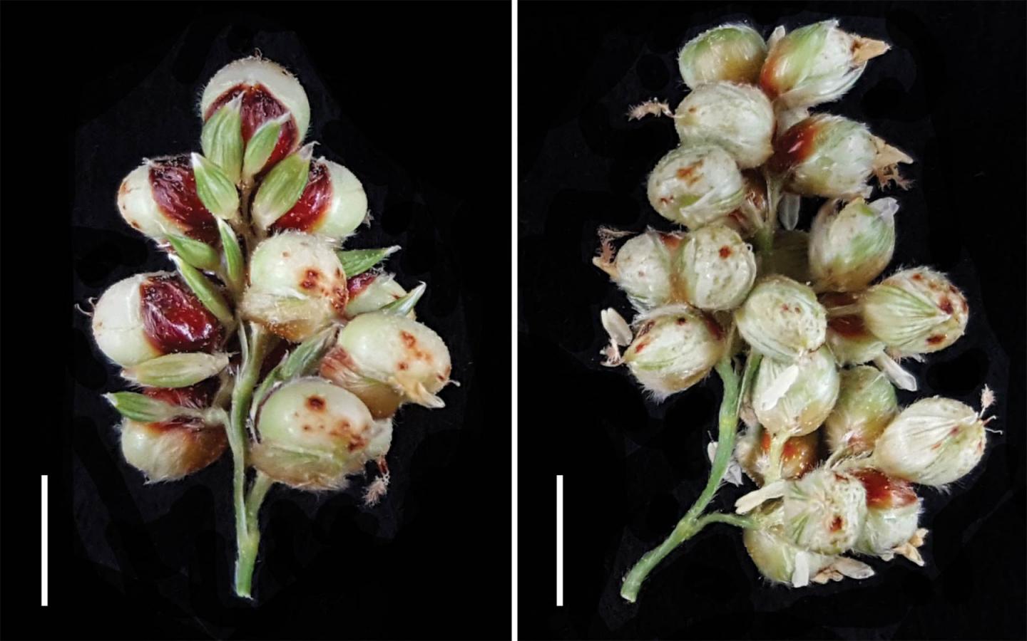 Sorghum Plant