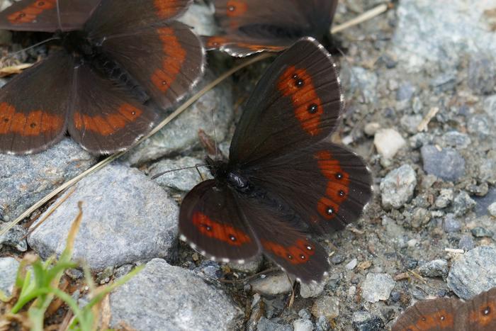 Erebia euryale