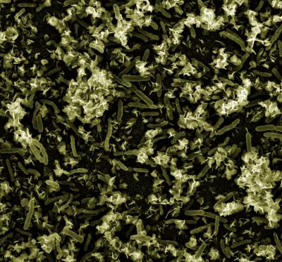 Reguera Biofilm