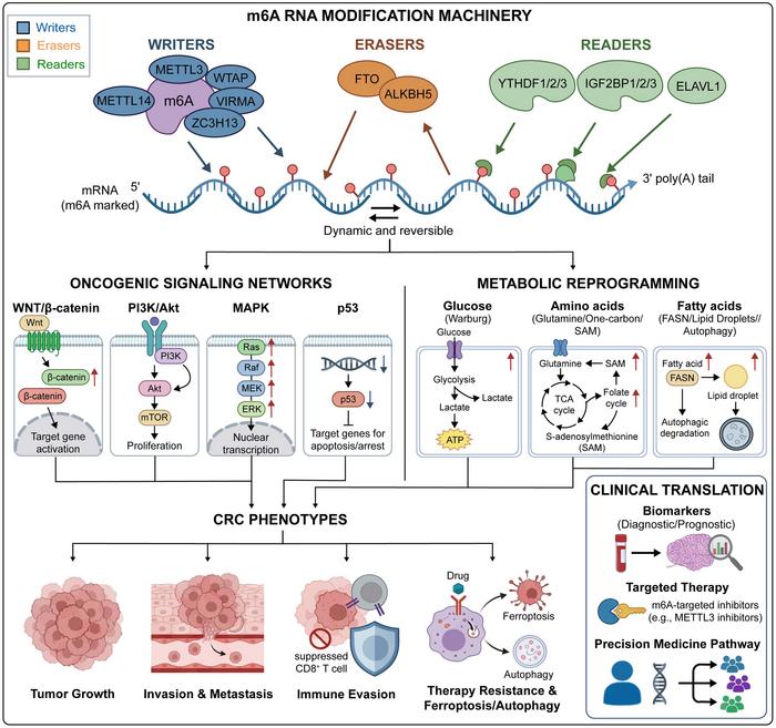 m6A RNA Modification in Colorectal Cancer: Regulatory Roles, Oncogenic Signaling, and Metabolic Pathways
