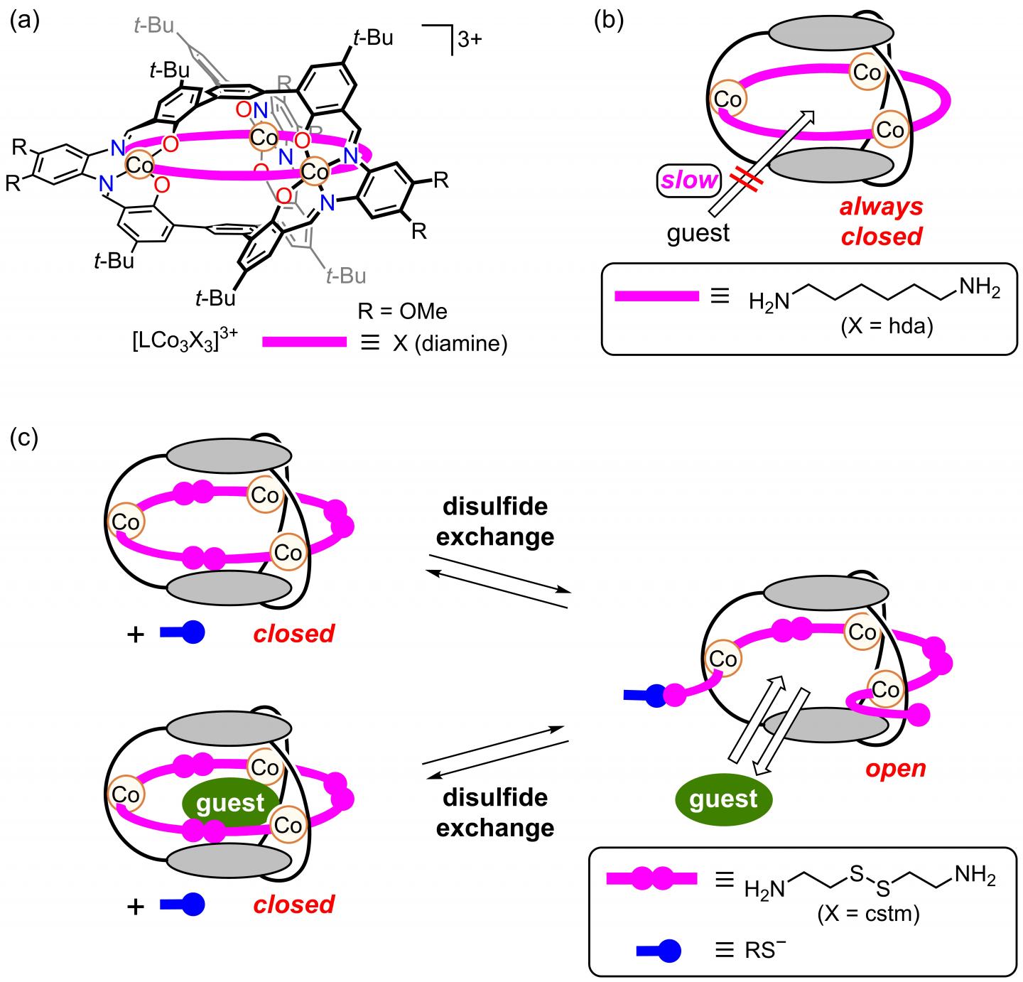 Initially Closed Molecular Cage