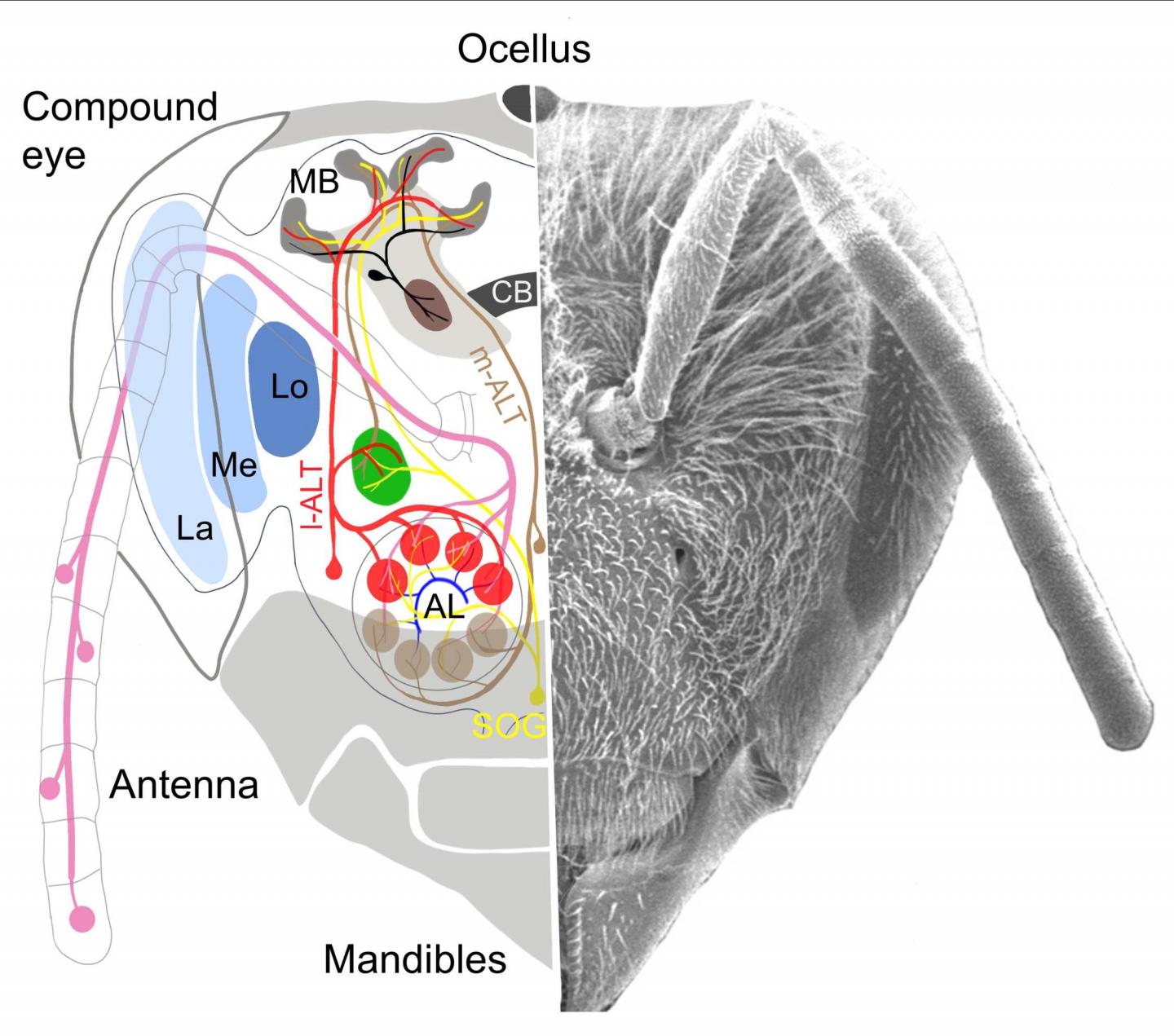 Simulated Honeybees Can Use Simple Brain Circuits for Complex Learning