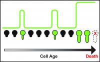 Cell Aging