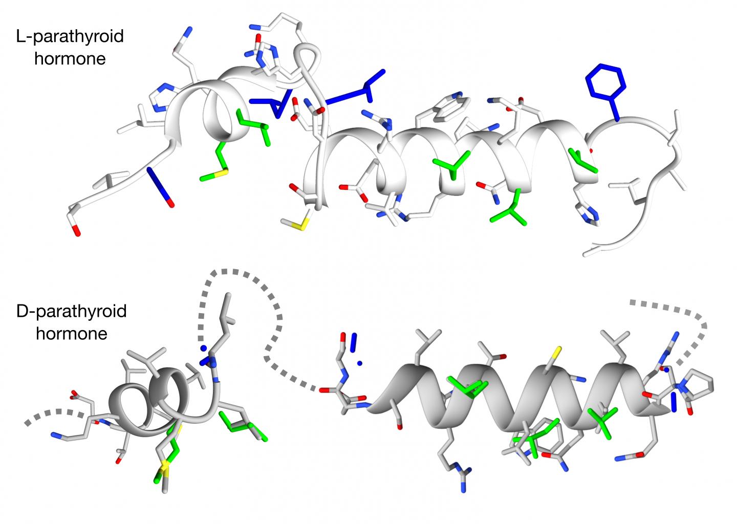Parathyroid Hormone (PTH) Peptide