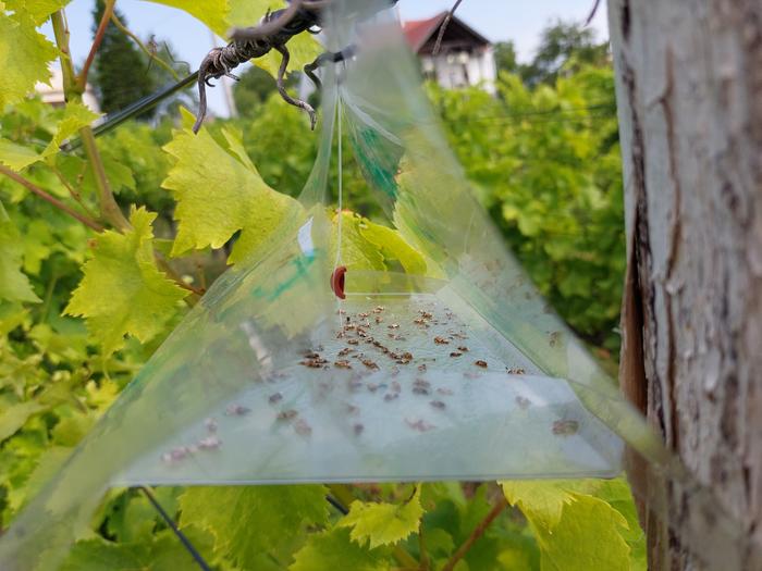 Grapevine moth (Lobesia botrana)