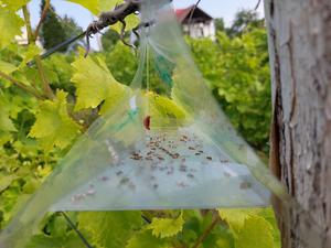 Grapevine moth (Lobesia botrana)