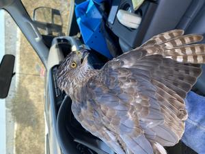 Second-year Cooper's Hawk, LA Airport