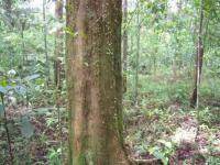Leafcutter Ants in the Rainforest