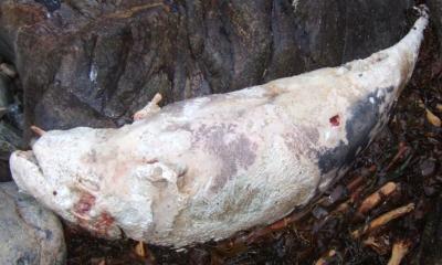 <i>Grampus griseus</i>