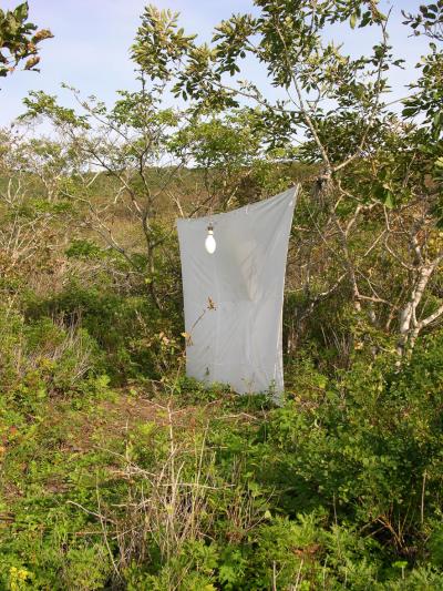 Moth Trap