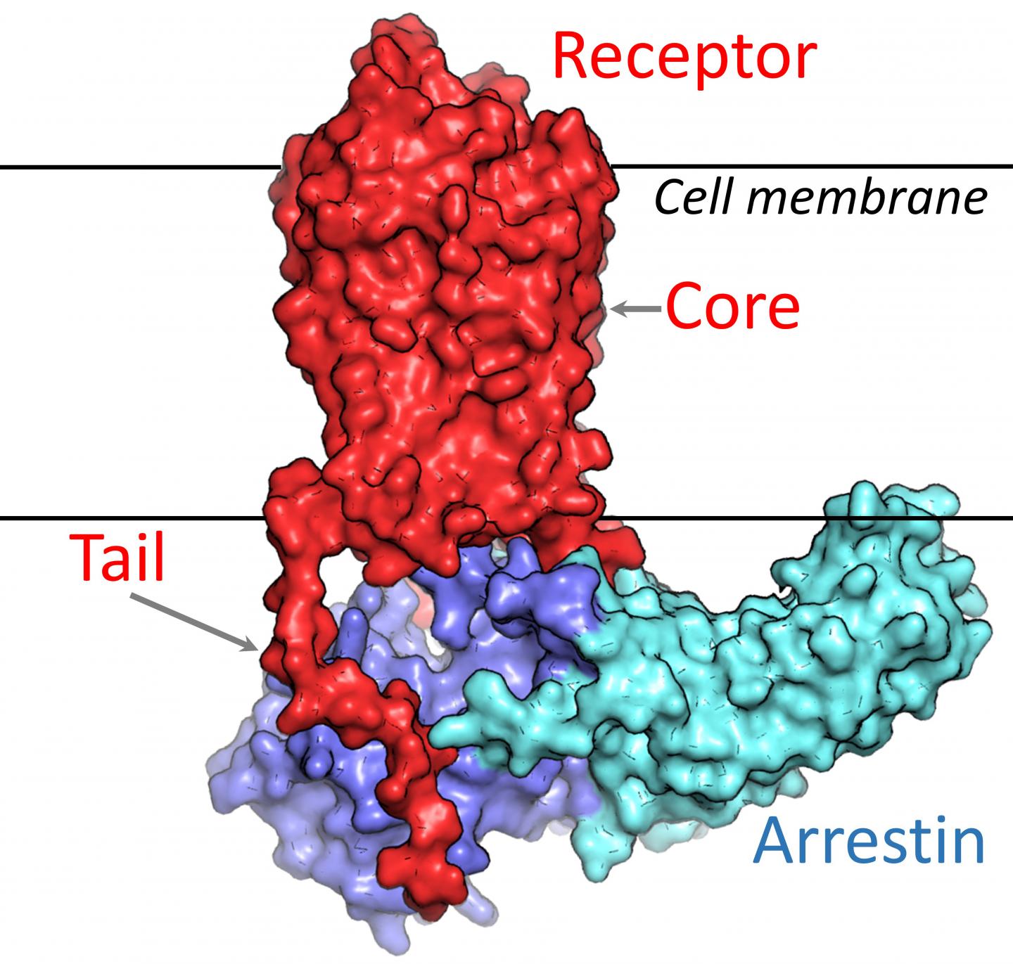 Computer Aimulation GPCR-arrestin Complex