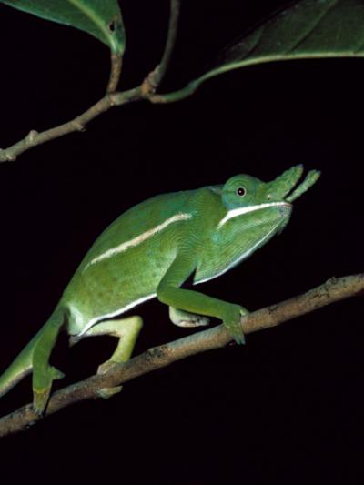 Malagasy Endemic