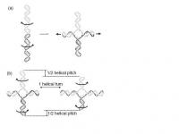Cruciform DNA Diagram