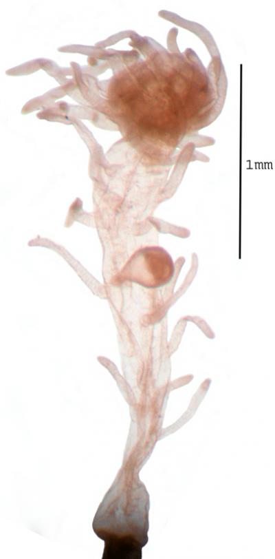 <i>Tubiclavoides striatum</i>