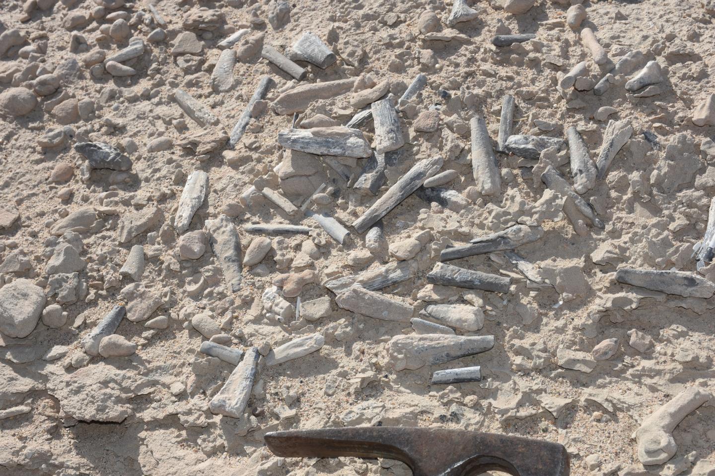 Hundreds of Fossilized Eggs Sheds Light on Pterosaur Development