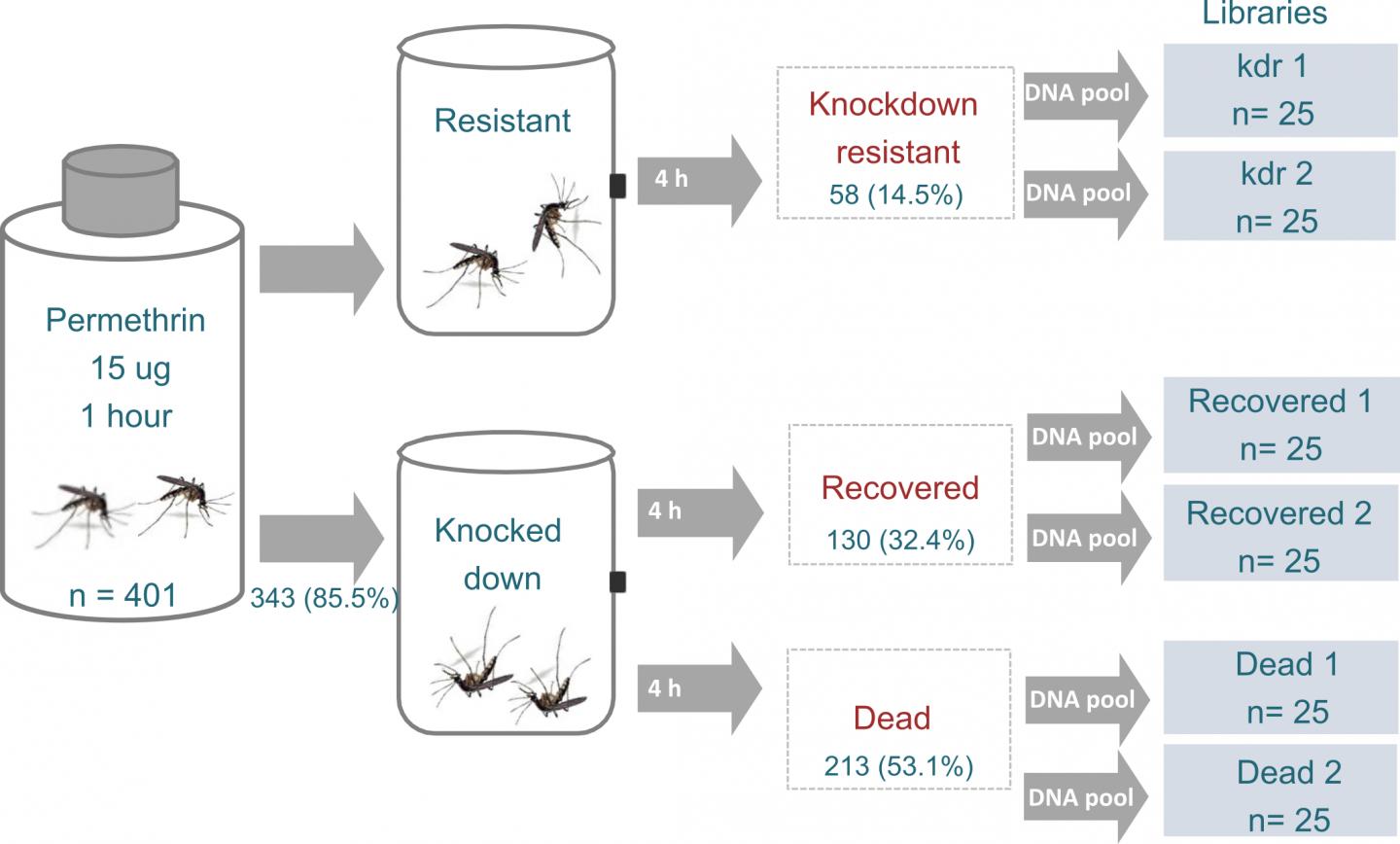 Yellow Fever Mosquitoes Evolve Different Strategies to Resist Pesticides