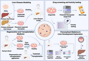 THE APPLICATIONS OF LIVER ORGANOIDS.