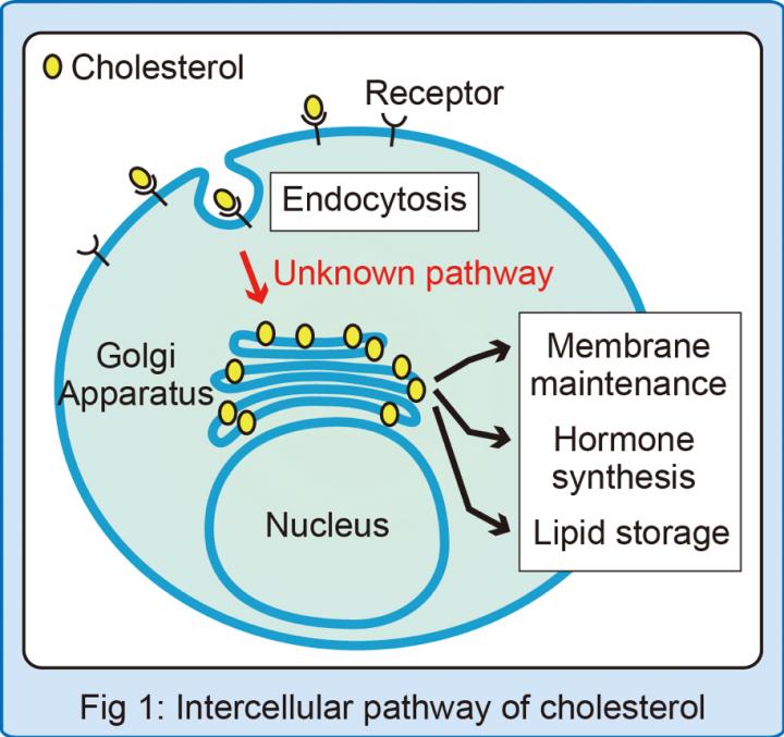 Intercellular Pathway