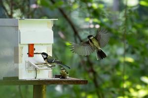 Songbirds solving feeding puzzles