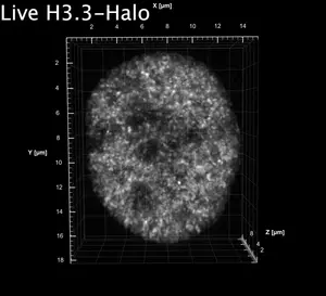 Live-cell 3D-SIM imaging of H3.3-Halo-labeled euchromatin in a human cell.