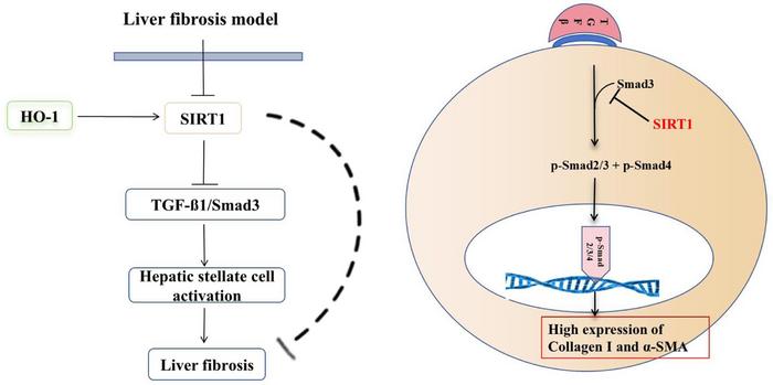 Investigation of HO-1 Regulation of Liver Fibrosis Related to Nonalcoholic Fatty Liver Disease Through the SIRT1/TGF-ß/Smad3 Pathway