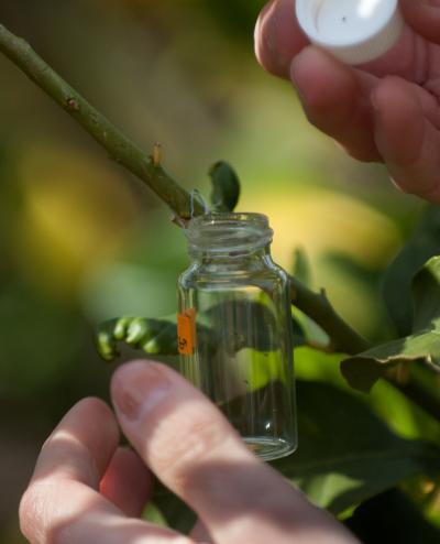 Glass Vial with Wasps