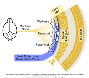 Anatomical patterns of the inner ear wall canal in bats