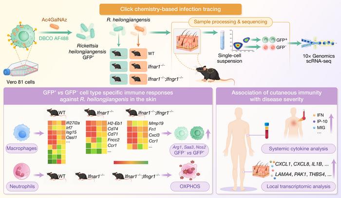 Macrophage and neutrophil responses to Rickettsia heilongjiangensis in mouse skin
