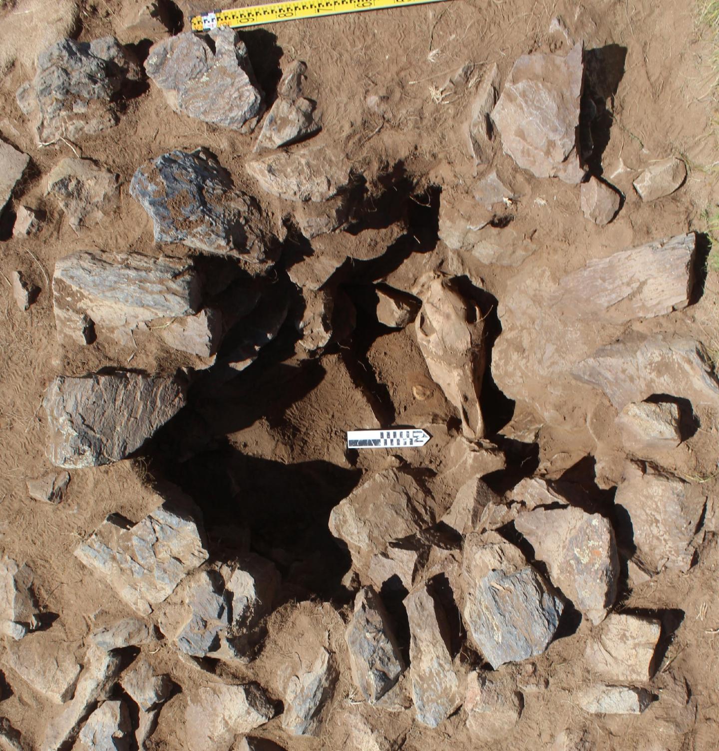 Horse Burial