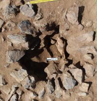 Horse Burial