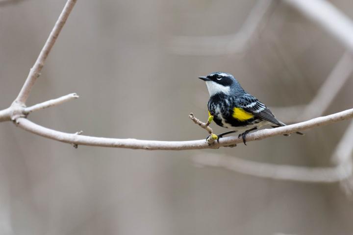 Warbler