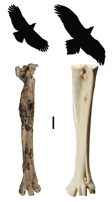 Archaehierax Image
