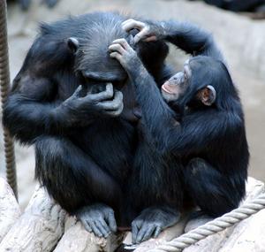 Chimpanzee grooming