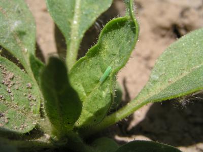 Leafhopper