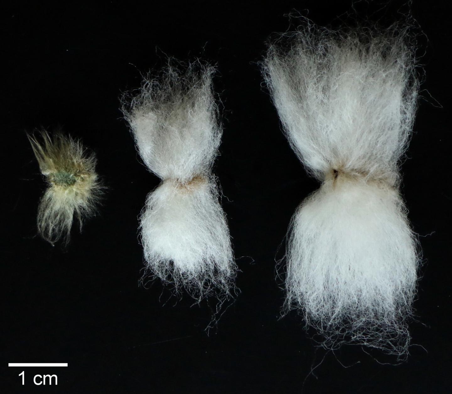 Cotton Comparison