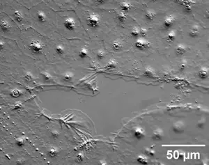 The video shows lamellipodia extension followed by actomyosin cable contraction. Images were captured every 11 seconds. Frame rate 7 frames per second. Image credit: Jocelyn Malamy
