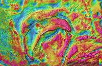 Map of the Earth's gravity in the Gulf of Mexico