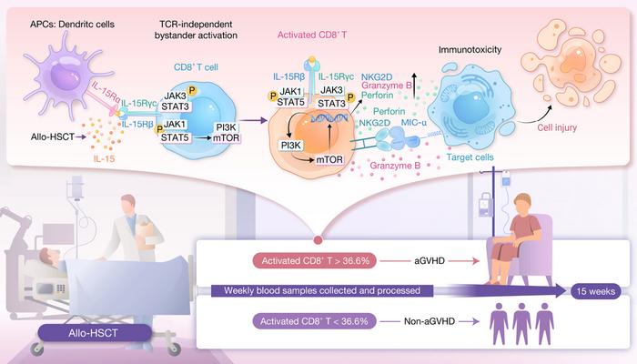 Activated CD8+ T cells predict acute graft versus host disease