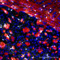 Myelin 3