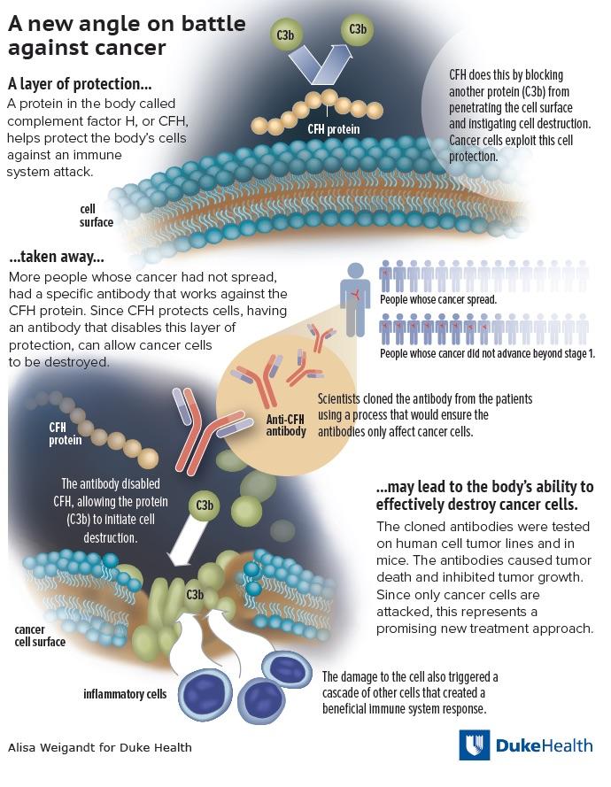Antibody Appears to Attack Cancer Cells, Leaving Other Cells Unscathed