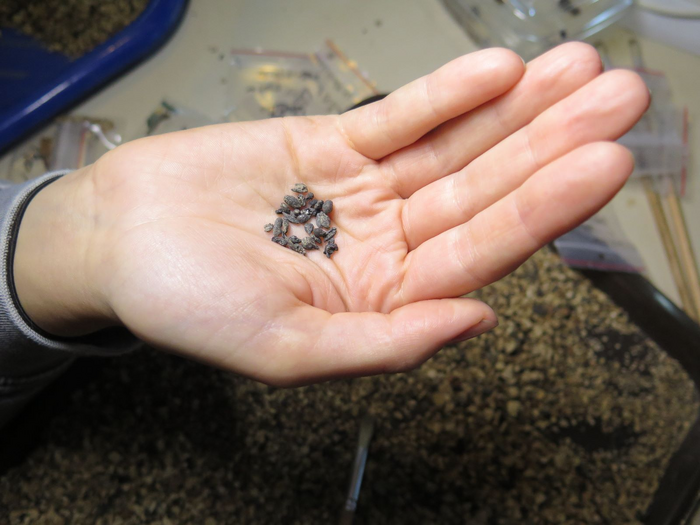 Ancient local winegrape seeds from Shivta