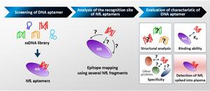DNA aptamers that can transform Alzheimer’s disease detection