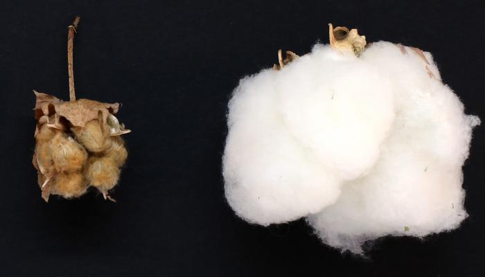 Wild cotton versus modern cotton
