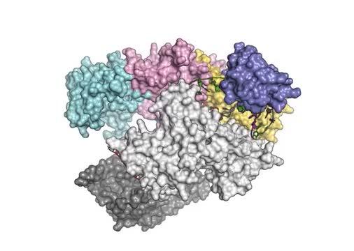 A New Molecular Scissors Act Like a GPS to Improve Genome Editing 2